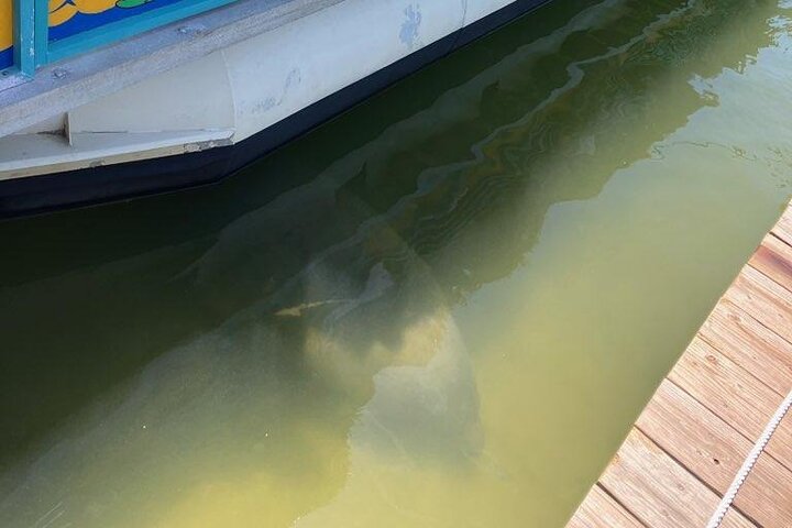 Cocoa Beach Dolphin and Wildlife Tour