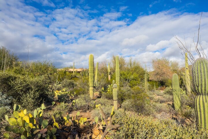 Saguaro National Park Self-Guided Audio Tour