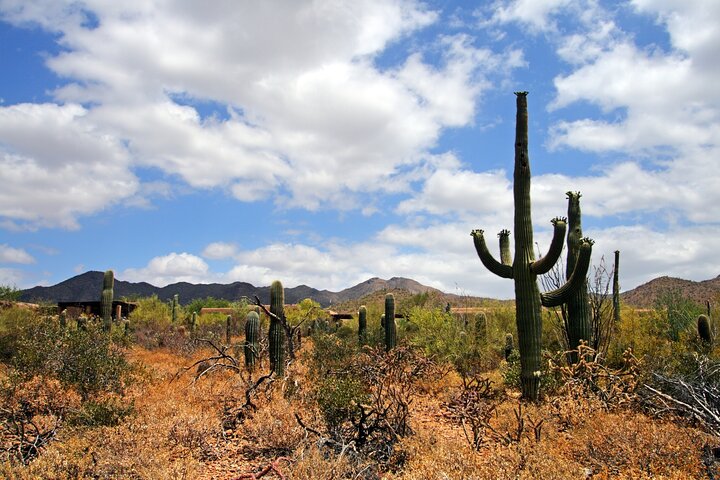 Saguaro National Park Self-Guided Audio Tour