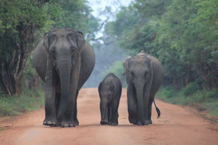From Ella:Shuttle to Tangalle/Mirissa/Galle with Yala Safari Tour