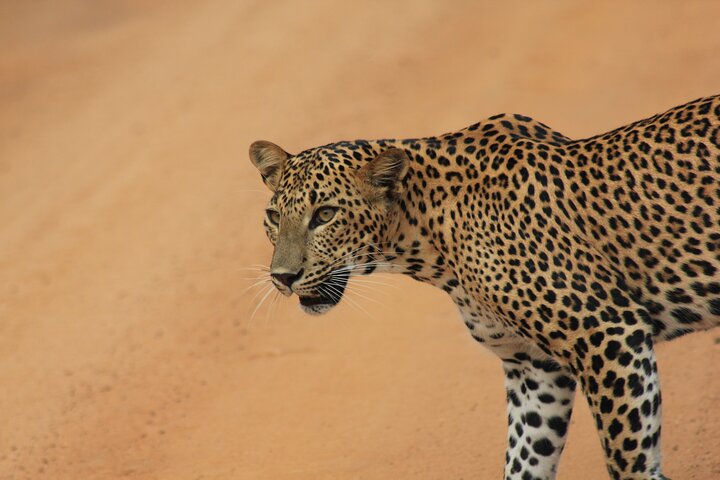 Yala Safari Tour from Hambantota Port by Ajith Safaris