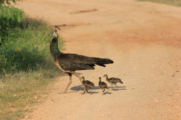 From Ella:Shuttle to Tangalle/Mirissa/Galle with Yala Safari Tour
