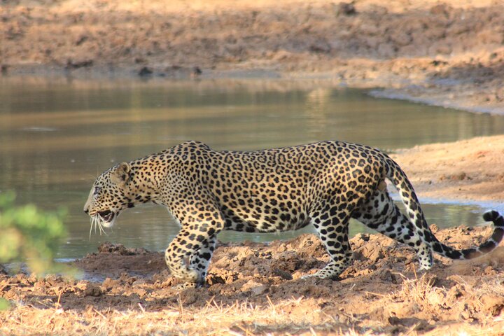 From Ella:Shuttle to Tangalle/Mirissa/Galle with Yala Safari Tour