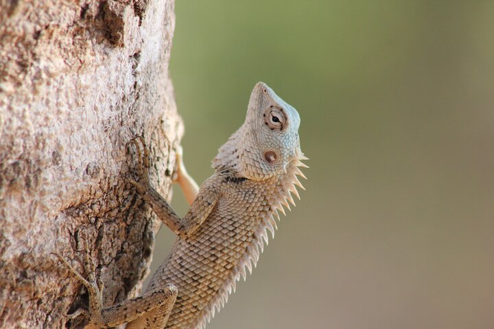 From Ella:Shuttle to Tangalle/Mirissa/Galle with Yala Safari Tour