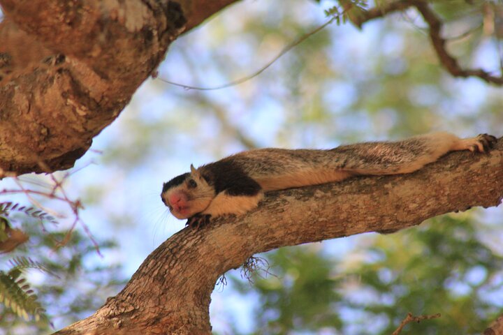 From Ella:Shuttle to Tangalle/Mirissa/Galle with Yala Safari Tour