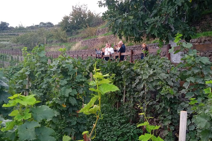 Private 6-Hour Tour of Three Etna Wineries with food&wine tasting