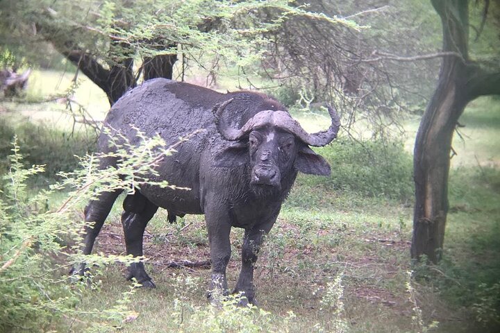 3 Days Selous (Nyerere National Park) Safari from Zanzibar & Back