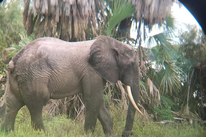 3 Days Selous (Nyerere National Park) Safari from Zanzibar & Back