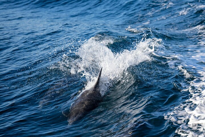 Cagliari Boat Tour with Sardatrips; Swim, Snorkeling, Sip & Snack