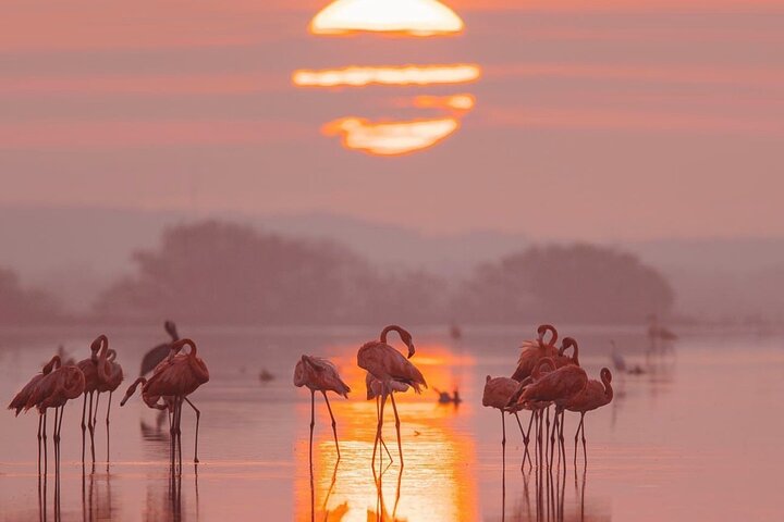 Romantic sunset tour in Río Lagartos, with food