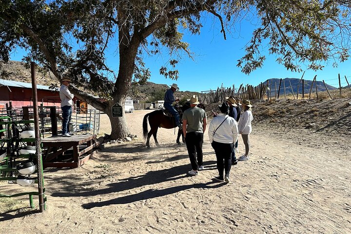Horseback Ride Joshua Tree Forest Buffalo Lunch Singing Cowboy