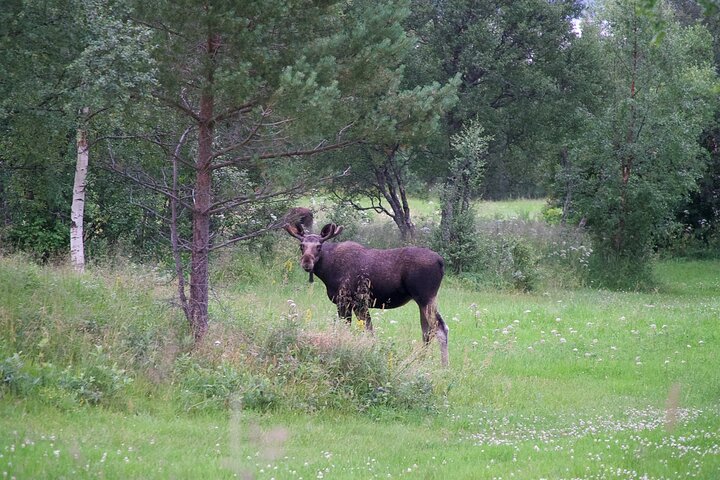 Moose Safari Bodo, Norway, Meet the Largest Land Animal in Europe
