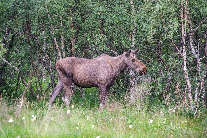 Moose Safari Bodo, Norway, Meet the Largest Land Animal in Europe