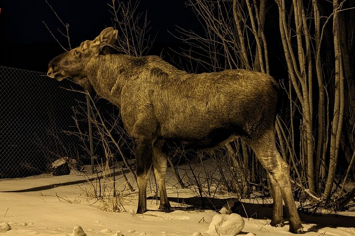 Moose Safari Bodo, Norway, Meet the Largest Land Animal in Europe
