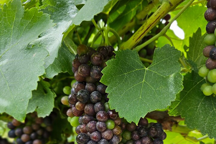 Private Canberra Winery Tour with lunch