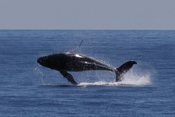 Augusta Whale Watching Tour