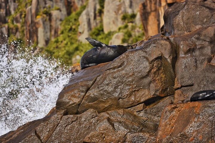 Newcastle to Port Stephens: Whale Watching, Hike & Dunes