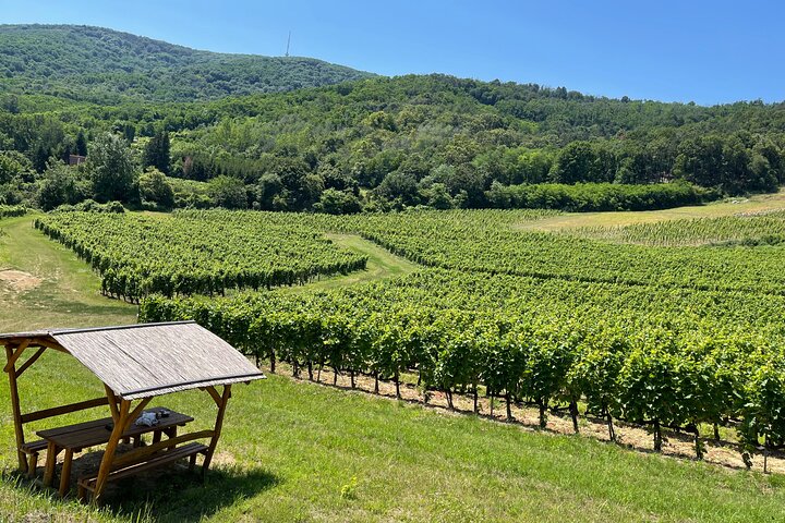Day Boat trip and City Tour in Tokaj Hungary with Wine Tasting
