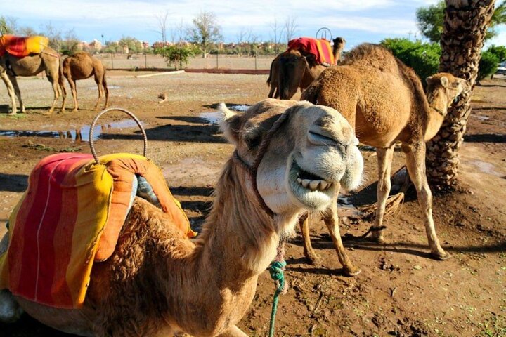 Marrakech from Casablanca with Horse carriage and Camel Ride