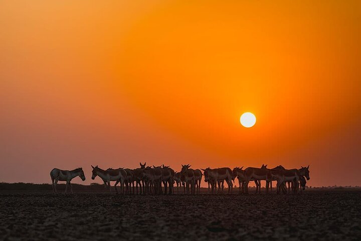 Bhuj, Rann of Kutch & Mandvi Beach: The Art, Craft & Nature Tour