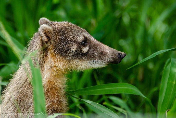 Wildlife rescue center in nature reserve near Santa Cruz