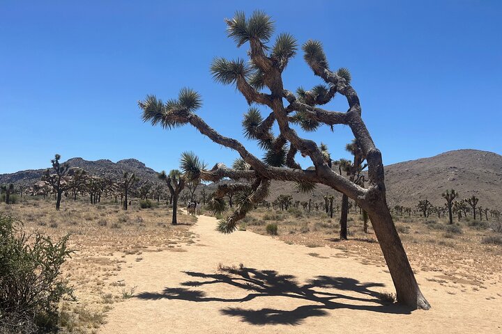 Private Sightseeing Adventure Tour of Joshua Tree National Park
