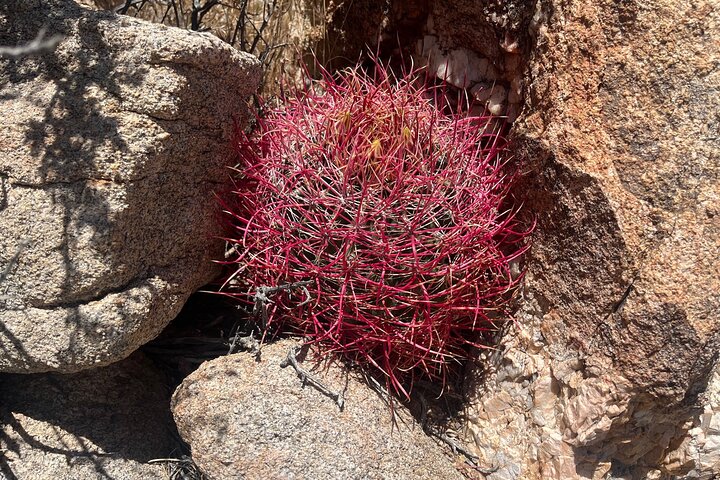 Private Sightseeing Adventure Tour of Joshua Tree National Park