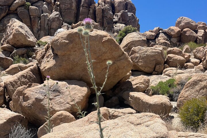 Private Sightseeing Adventure Tour of Joshua Tree National Park