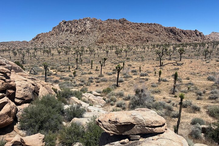 Private Sightseeing Adventure Tour of Joshua Tree National Park
