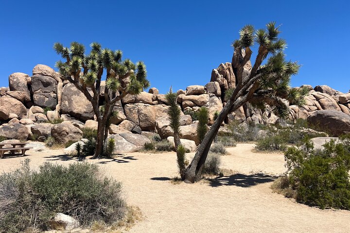 Private Sightseeing Adventure Tour of Joshua Tree National Park