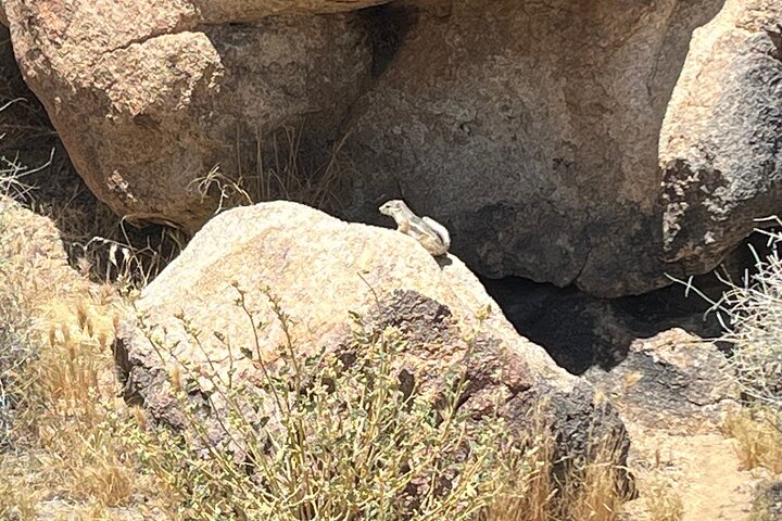 Private Sightseeing Adventure Tour of Joshua Tree National Park