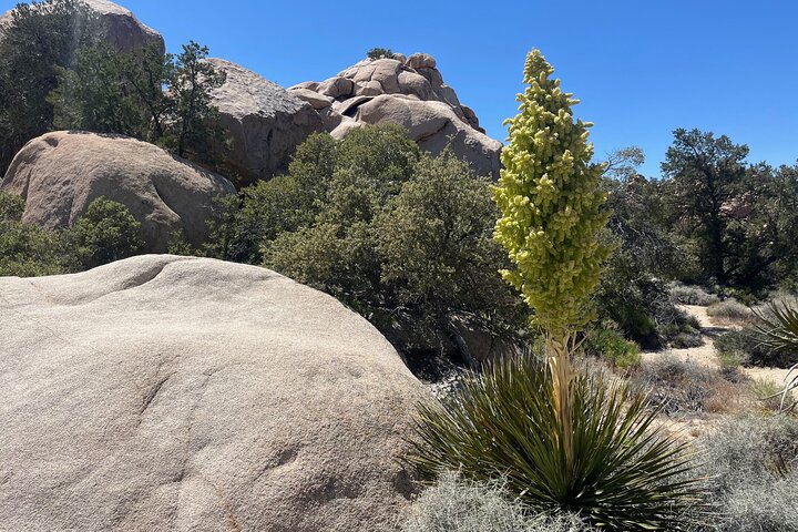 Private Sightseeing Adventure Tour of Joshua Tree National Park