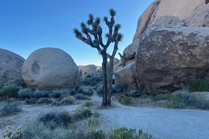 Private Sightseeing Adventure Tour of Joshua Tree National Park