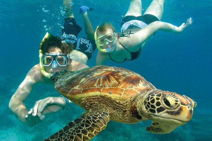2 Hours Turtle Feeding, Shipwreck & Reef Snorkeling Tour Barbados