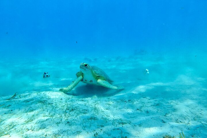 2 Hours Turtle Feeding, Shipwreck & Reef Snorkeling Tour Barbados