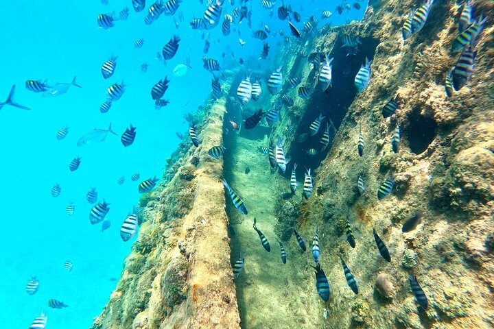 2 Hours Turtle Feeding, Shipwreck & Reef Snorkeling Tour Barbados