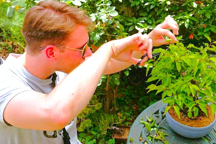 Bonsai Art Tour & Experience in Japan's Most Sacred "Bonsai City"