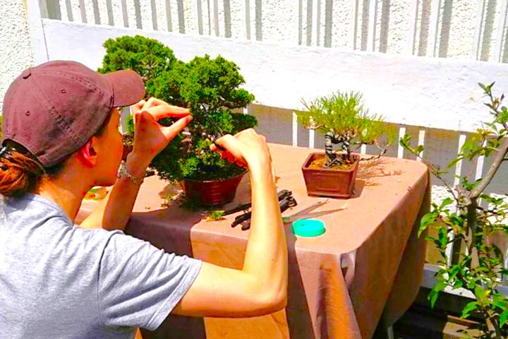 Bonsai Art Tour & Experience in Japan's Most Sacred "Bonsai City"