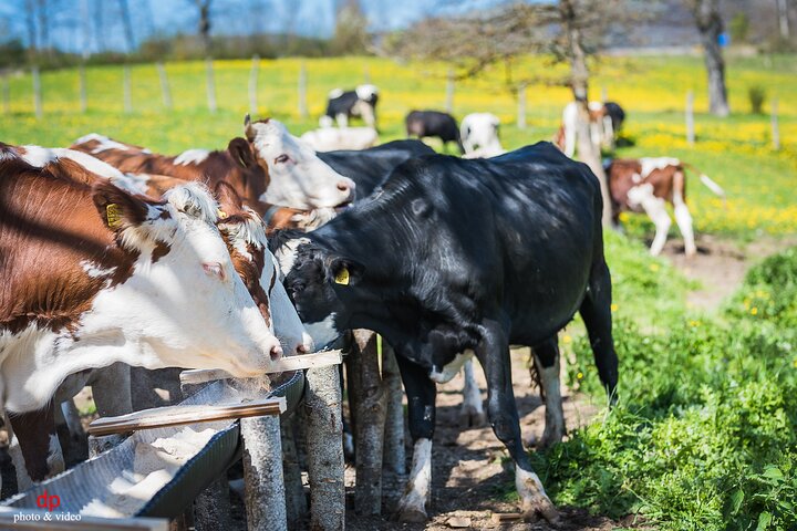 Private Cheese Tasting Experience in Amatrice