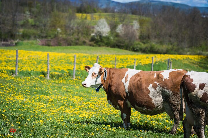 Private Cheese Tasting Experience in Amatrice