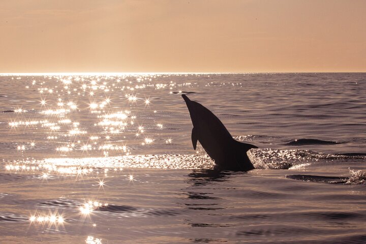 3Hour ALL-INCLUSIVE Sunset Dolphin Watching from Medulin onSandra