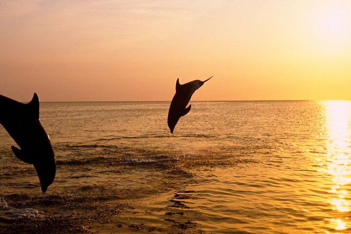 3Hour ALL-INCLUSIVE Sunset Dolphin Watching from Medulin onSandra