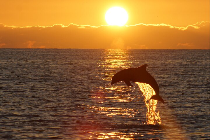 3Hour ALL-INCLUSIVE Sunset Dolphin Watching from Medulin onSandra