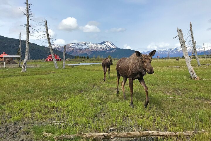 Whittier to Anchorage Wildlife Extravaganza