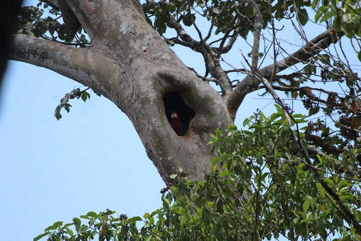 Terraba-Sierpe Mangrove Tour