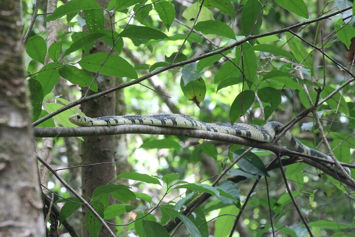 Terraba-Sierpe Mangrove Tour