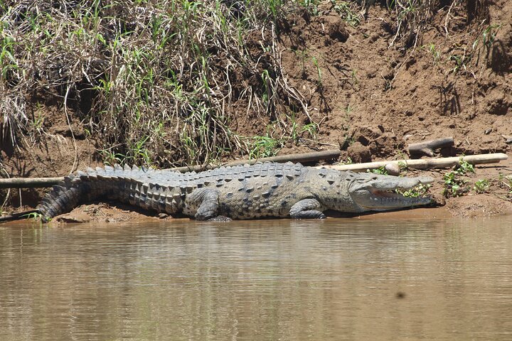 Terraba-Sierpe Mangrove Tour