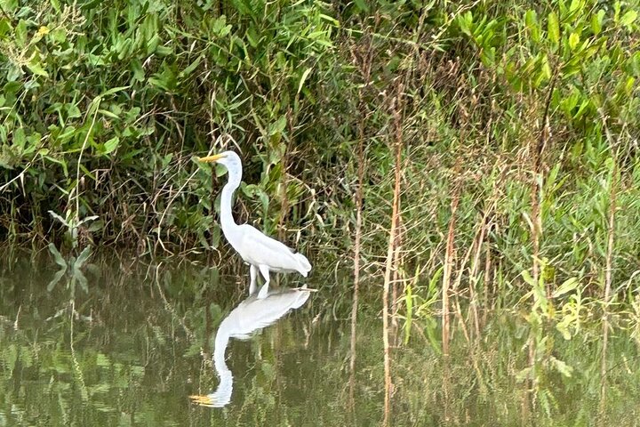 Terraba-Sierpe Mangrove Tour