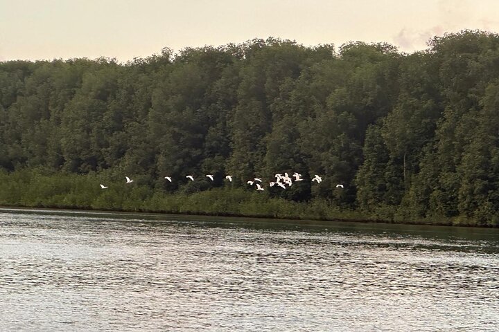 Terraba-Sierpe Mangrove Tour