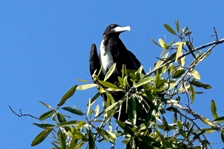 Terraba-Sierpe Mangrove Tour